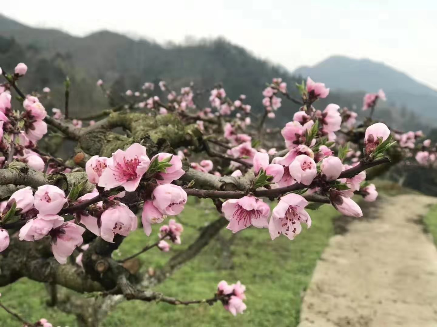 春暖花开.jpg