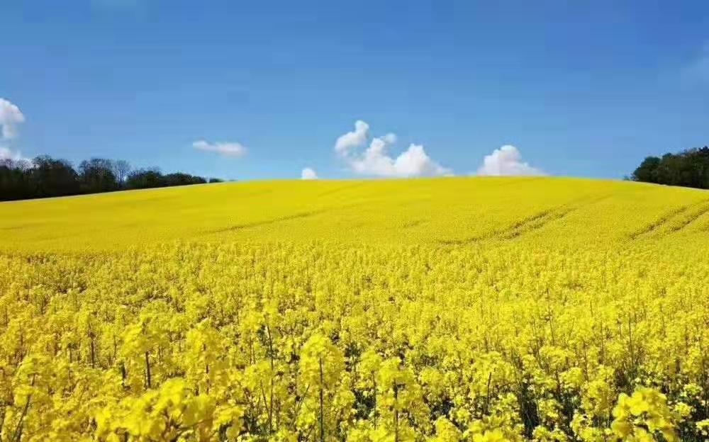 油菜花.jpg