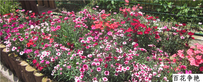 百花争艳.JPG