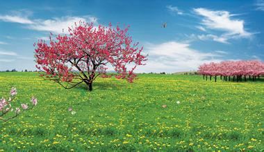 桃花.jpg