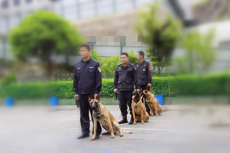 29-警犬参与清查行动.jpg