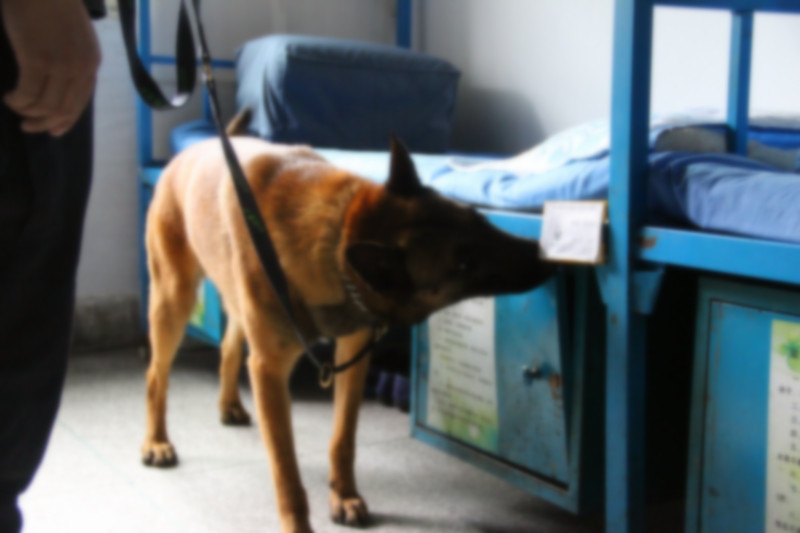 29-警犬搜索工作.jpg